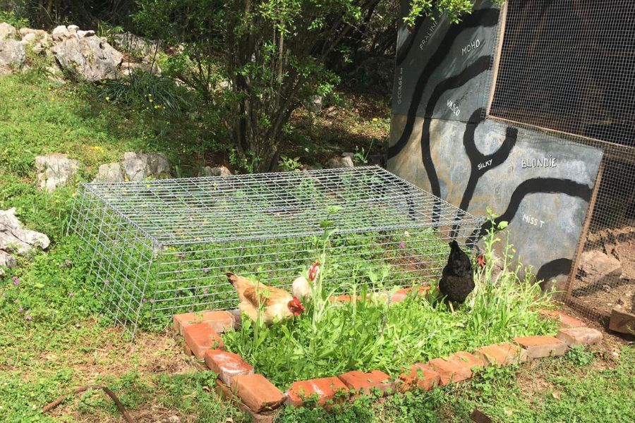 3 chickens in a flower bed next to a metal cage