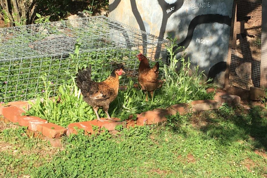 two chickens in a flower bed