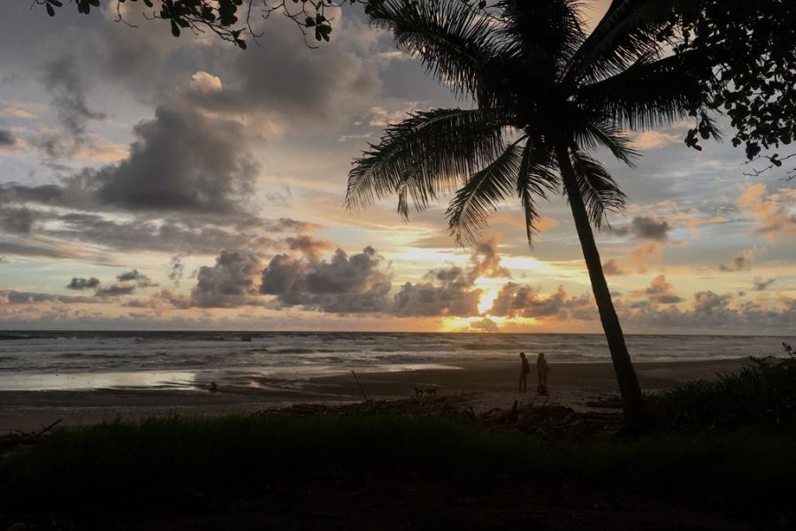 A beautiful beach scene with a plam tree as the sun is setting 