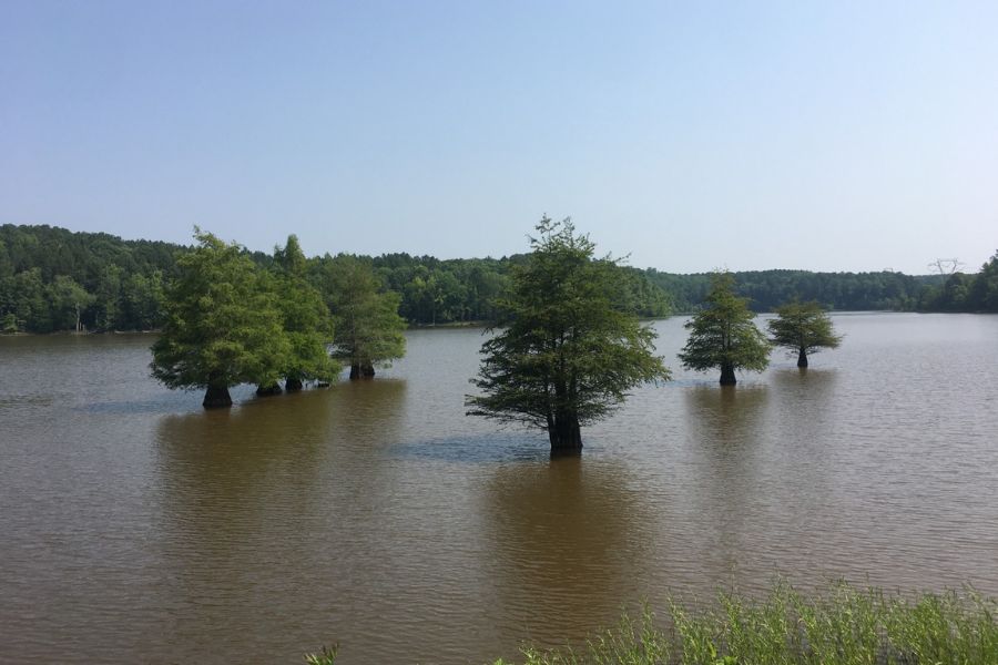 Falls Lake in Durham, North Carolina. 4 trees sitting in a masisve and beautiful serene lake. 