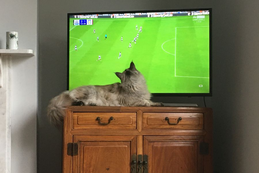 a big grey Maine Coon cat sitting directly in front of a TV that is showing a football match.