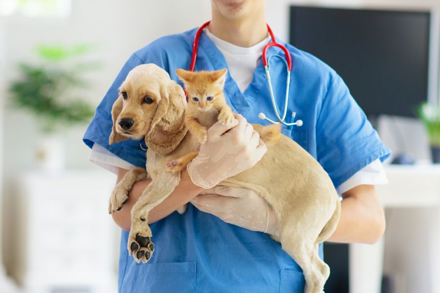 a vet holds a dog and a kitten