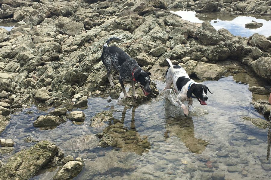 2 dogs playing in a rock pool on the beach