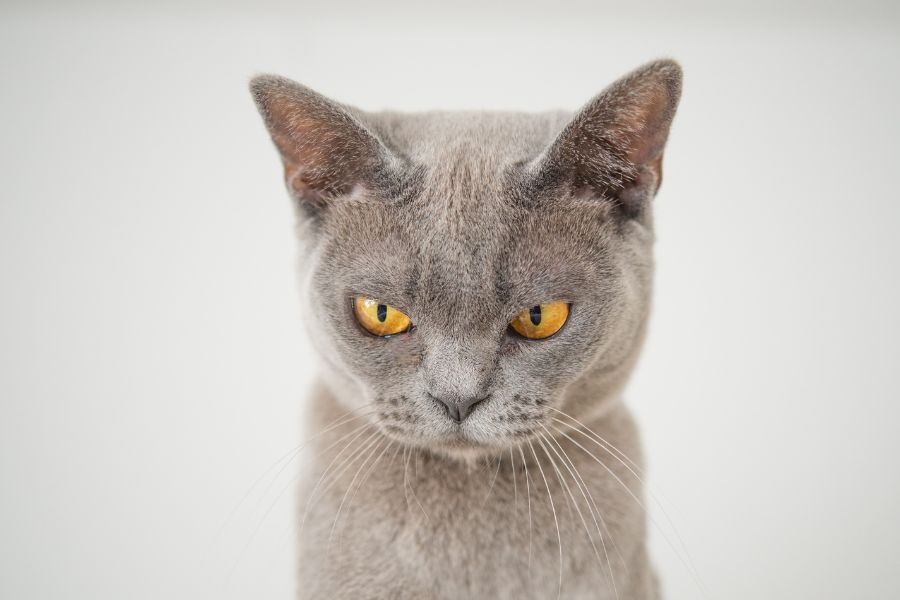 an angry looking small grey cat