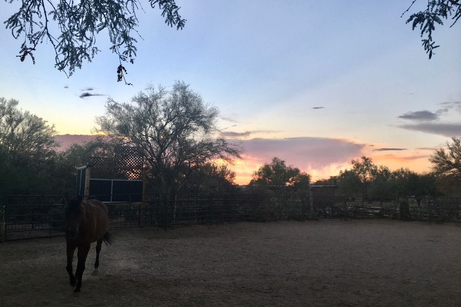 A horse in an enclosed sandy pen during sunrise in Tucson, AZ