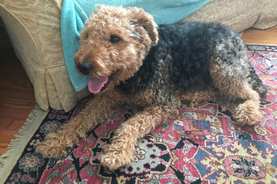 A very happy Airedale called Ladybug laying on the floor.