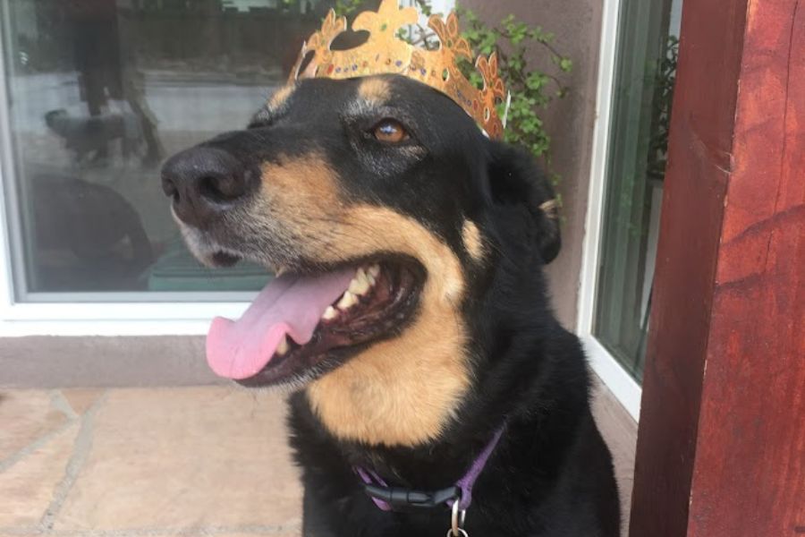 a medium sized black and gold dog smiles for a selfie wearing a gold crown