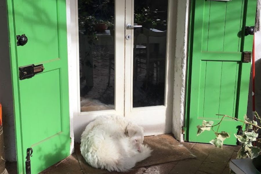 a white dog sleeps in front of green double doors on a farm in Italy