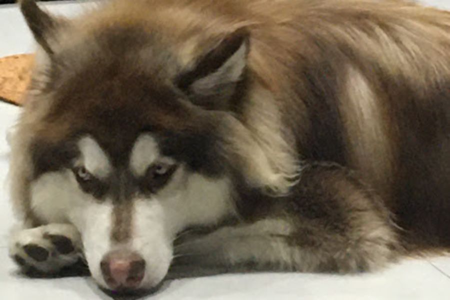 a big husky laying down on the kitchen floor.