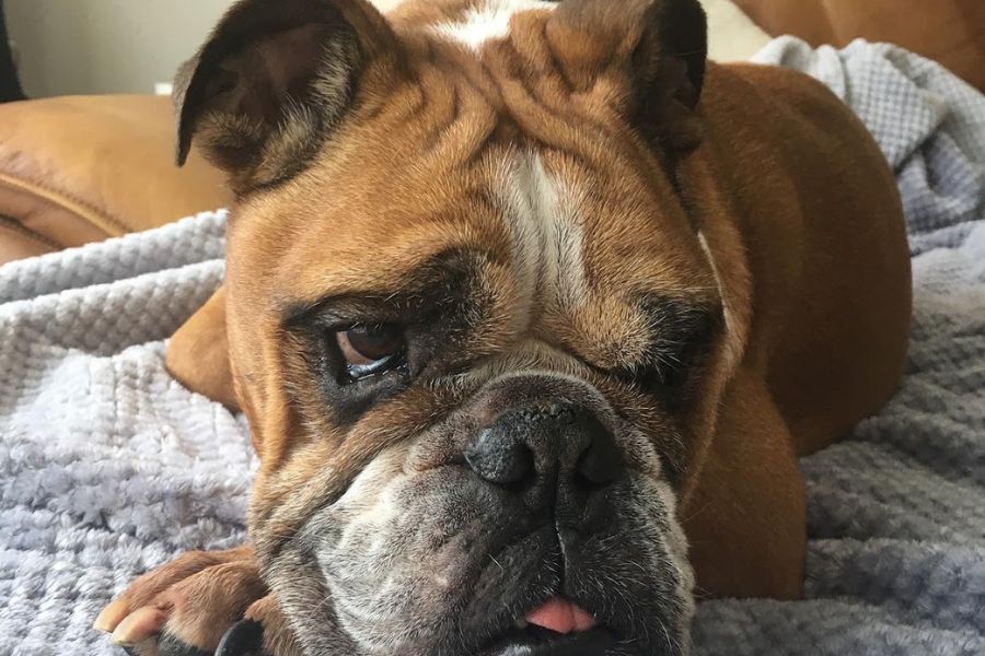 a close up picture of a Bulldog 