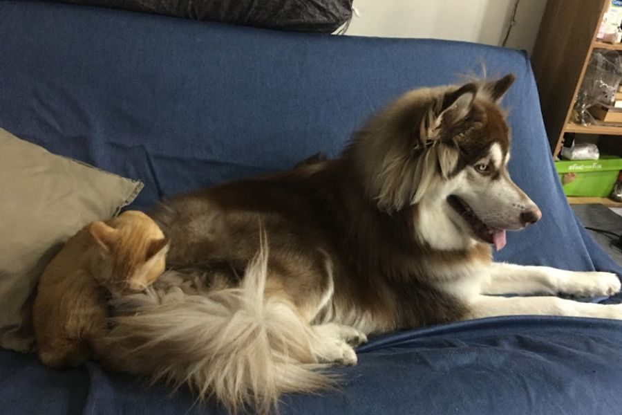 a gold cat and a husky snooze on a sofa