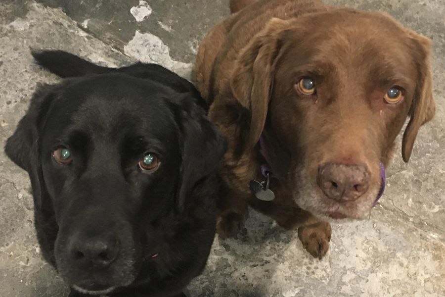 a black lab and a gold lab pose for a close up photo