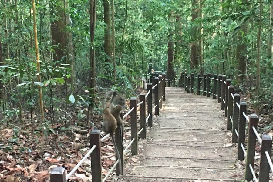 3 monkeys sit on a fence in a lush nature reserve 