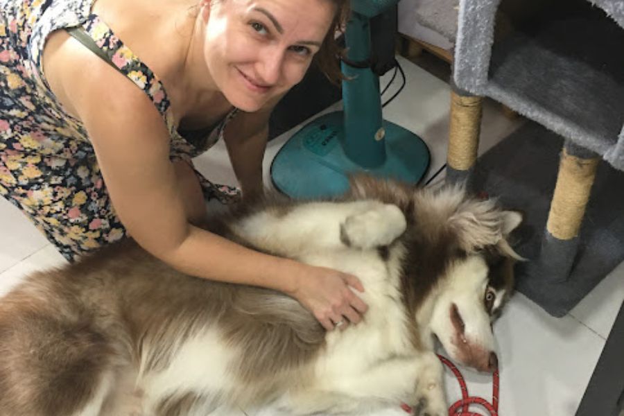 a woman scratches the belly of a very big husky.