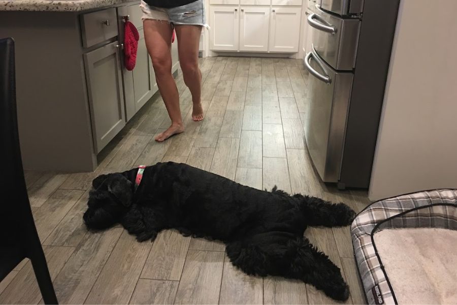 A big black dog laying on the kitchen floor