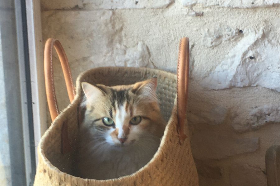 a cute cat sits in a wicker basket