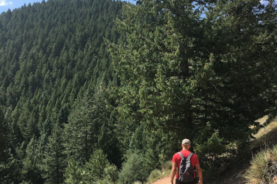 a man walks away from the camera on a trail into a lush green forest