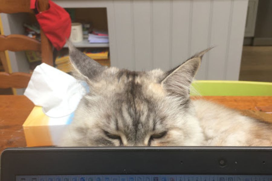 a grey cat stares over the top of a laptop screen