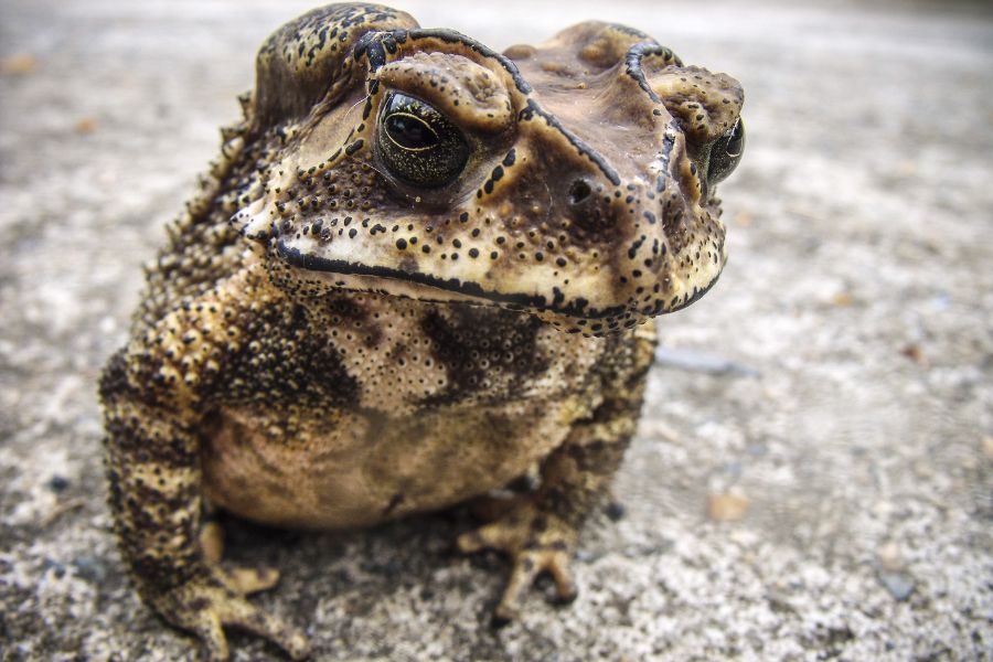 a slimy toad