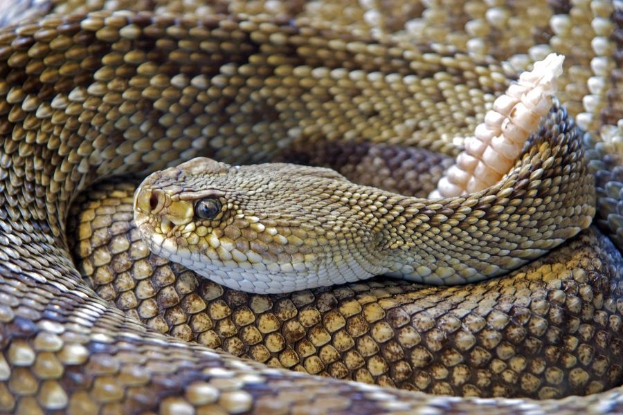 a rattlesnake 