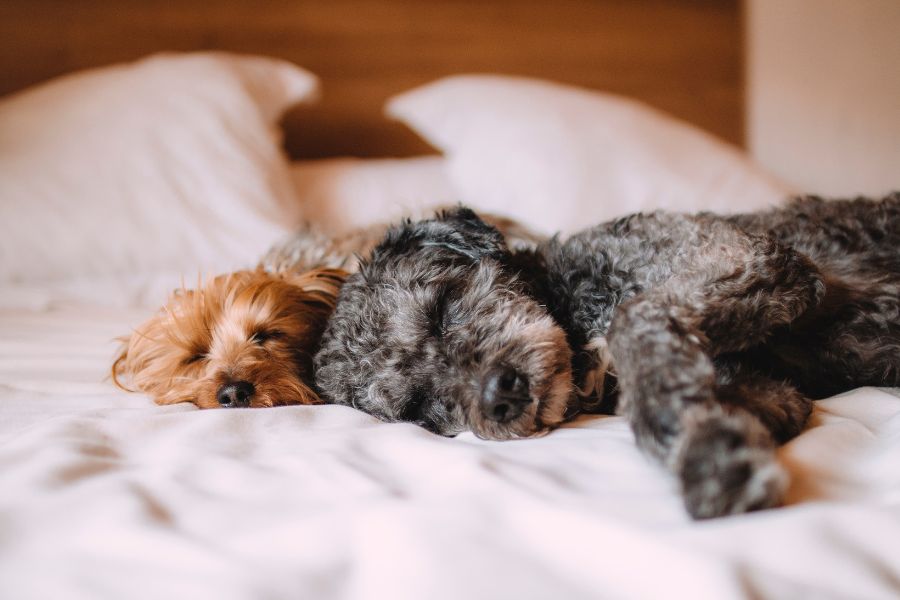 2 dogs asleep on a bed