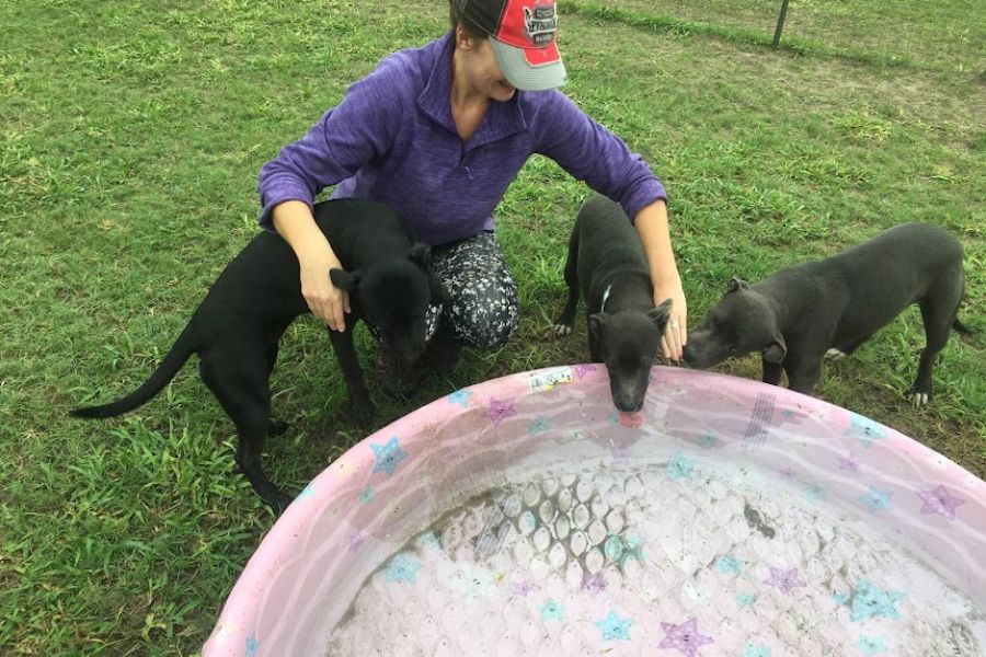 a woman plays with 3 young black pups around a paddling pool