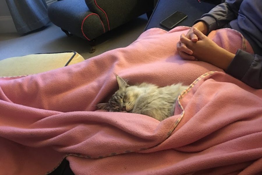 a grey cat snuggles in a pink blanket