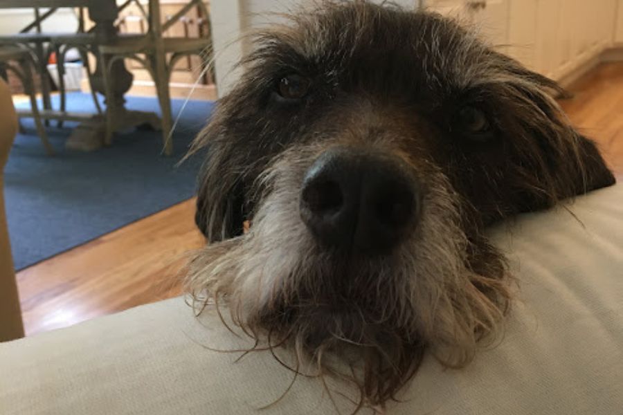 a shaggy dog looks lovingly over the arm of a chair.