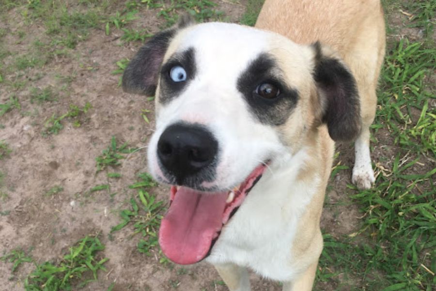 A nice dog with different colored eyes