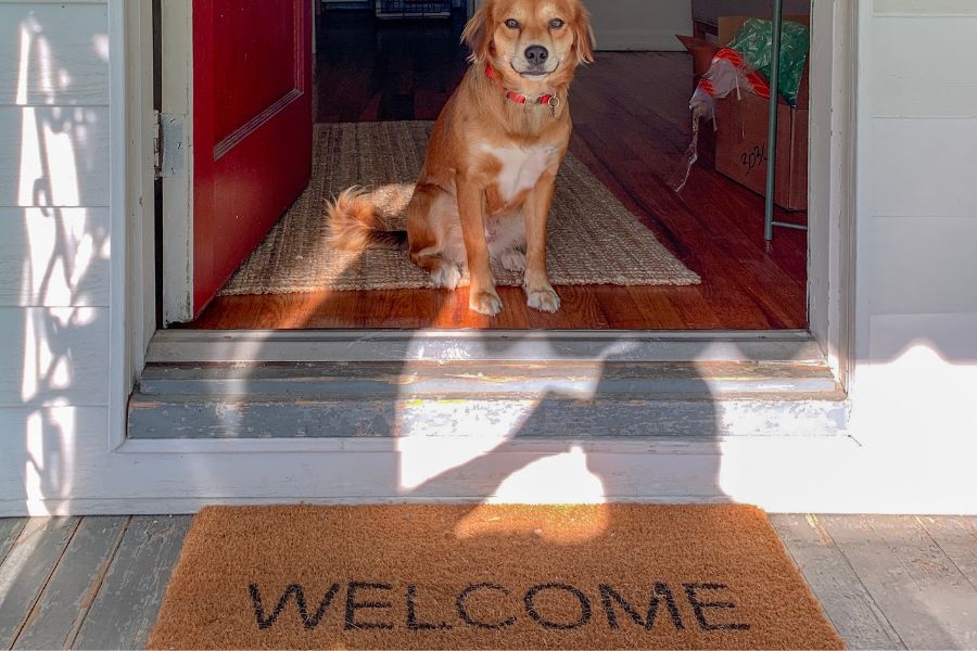 dog and welcome mat