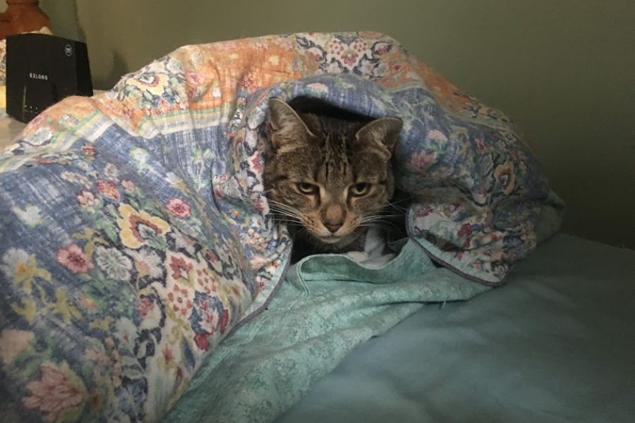 cat in bed