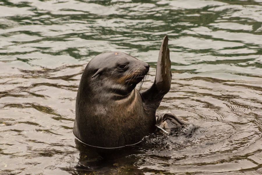 Seal waving 