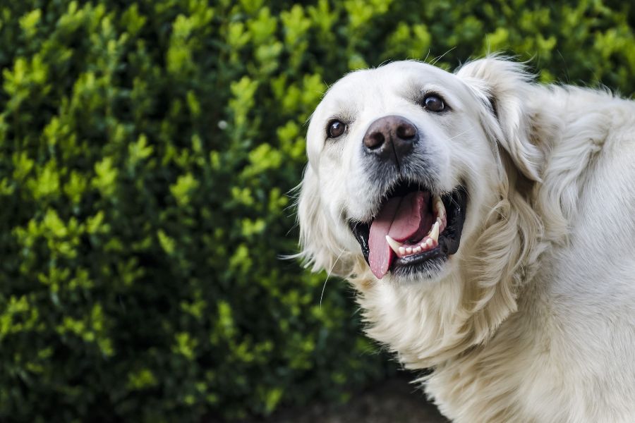 happy dog