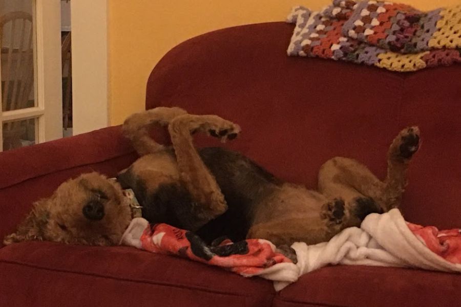 dog sleeps on its back on a sofa