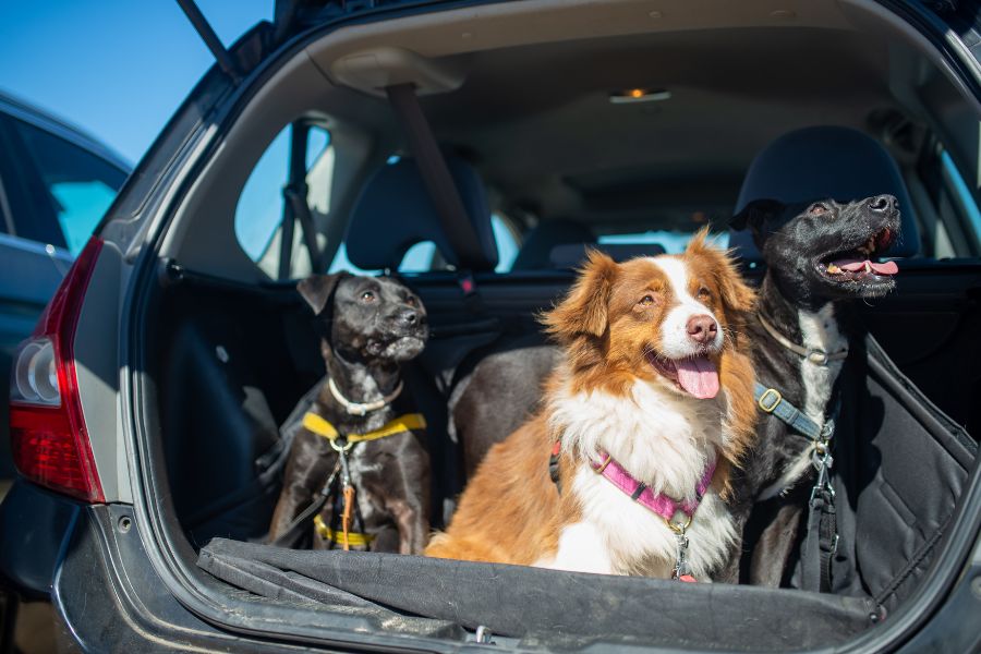 3 dogs in a car's boot