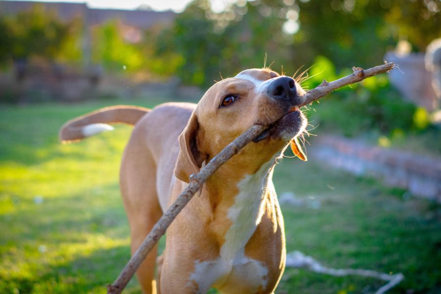 dog with stick