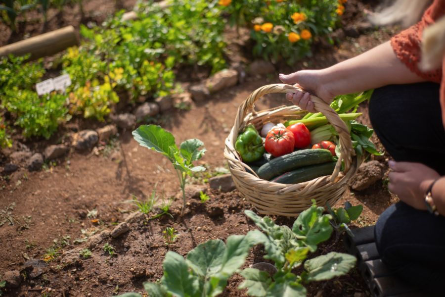 vegetable garden