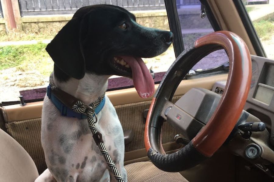 Dog sits behind the wheel of a car