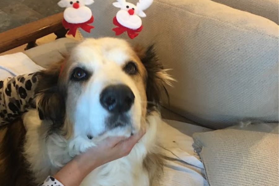 dog with Christmas antlers