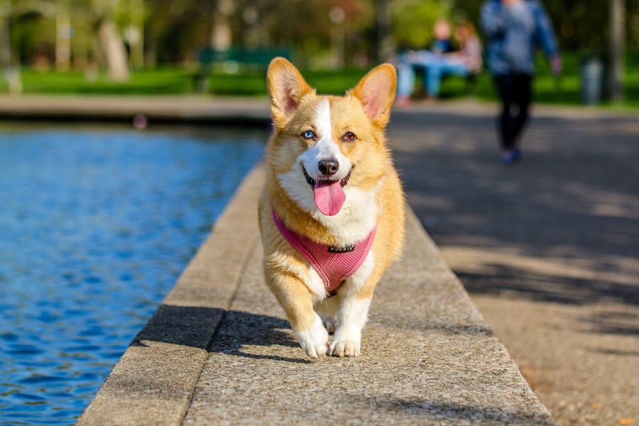 Happy dog