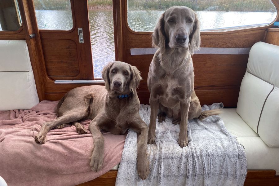 2 dogs on a boat