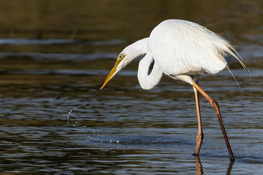 water bird