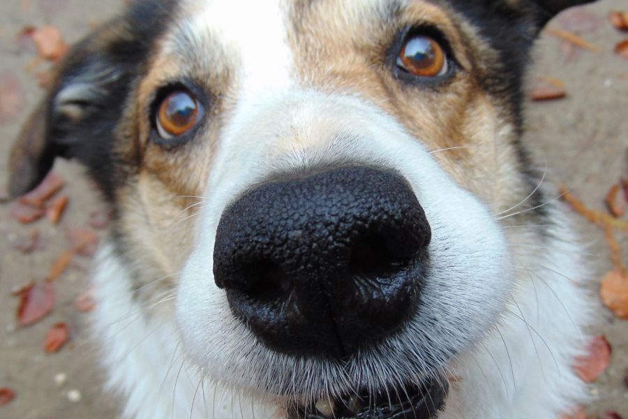 close up of a dogs face