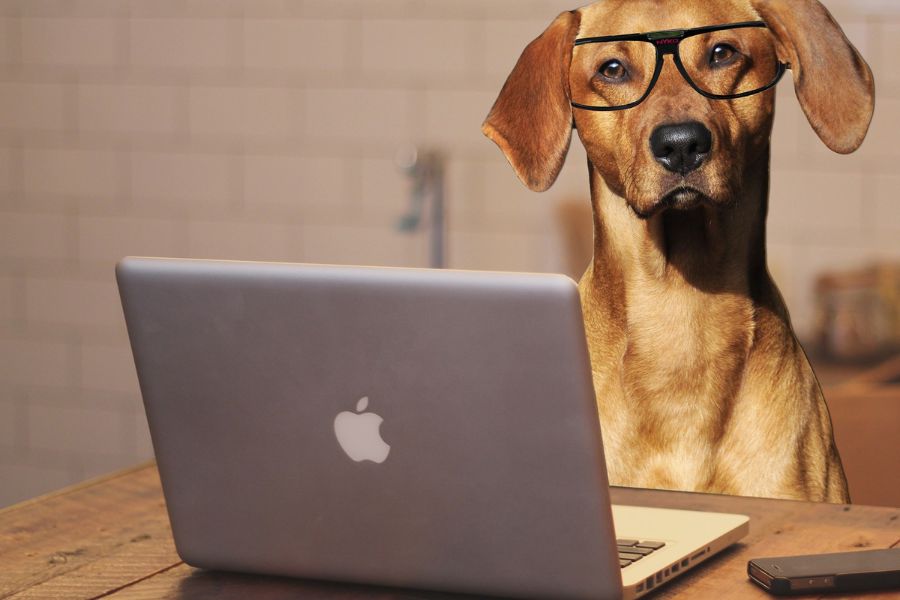 dog working at laptop