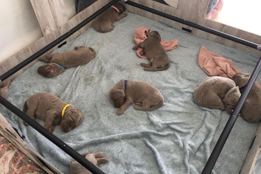 10 puppies sleeping