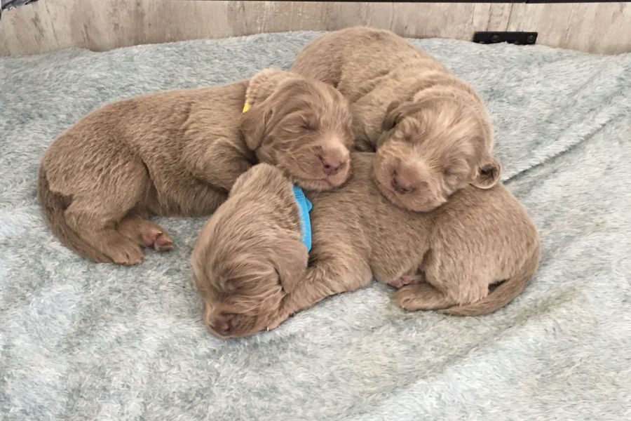 3 sleeping puppies