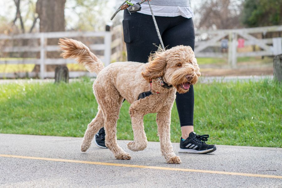 dog being walked