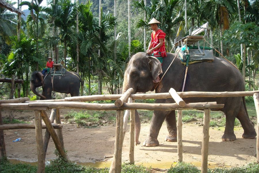 elephant sanctuary