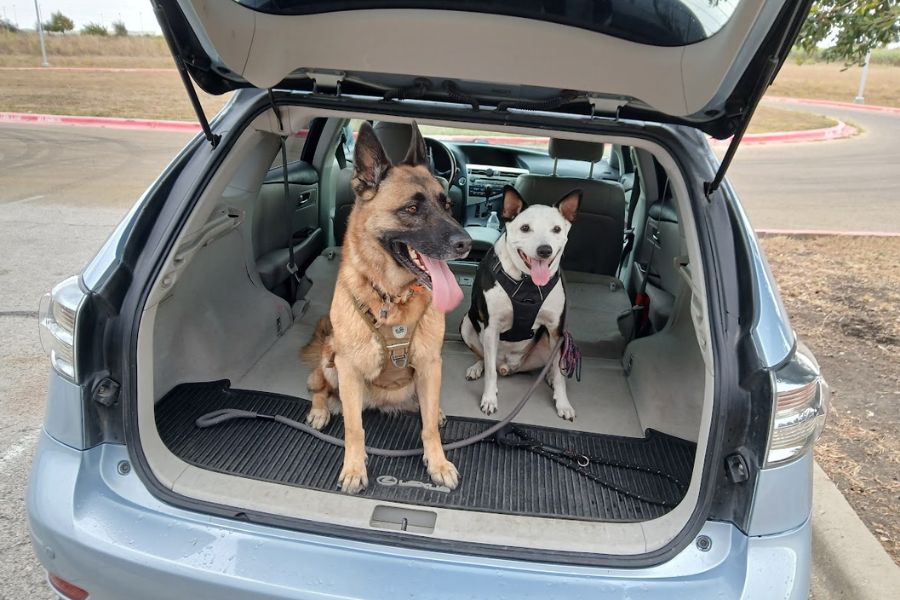 2 dogs in a car