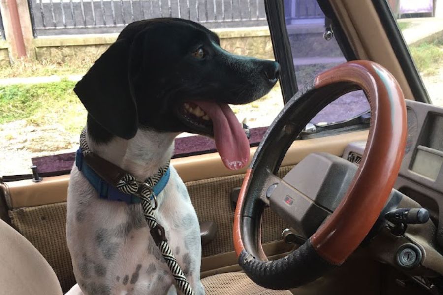 A dog behind the wheel of a car.